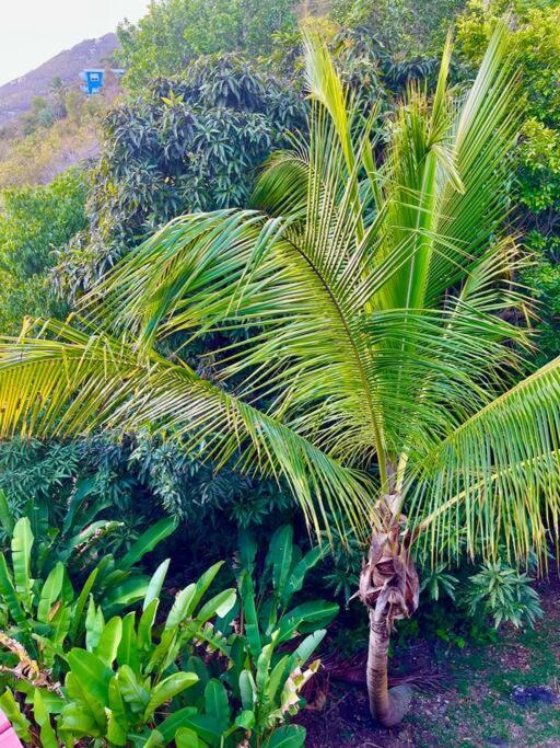 Mid-Century: Caribbean Style Appartement Contant  Buitenkant foto